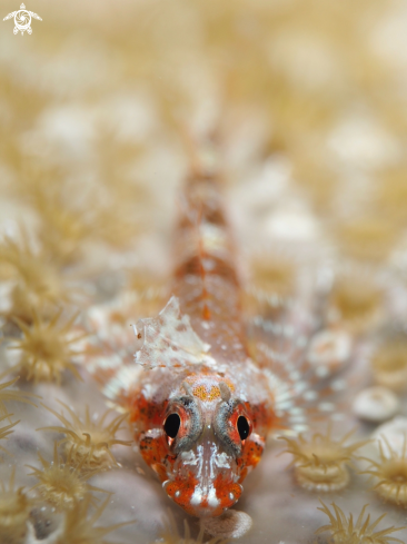 A Triple Fin Blenny