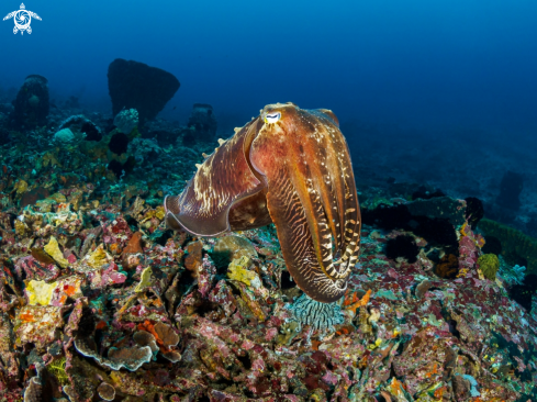 A Reef Cuttlefish