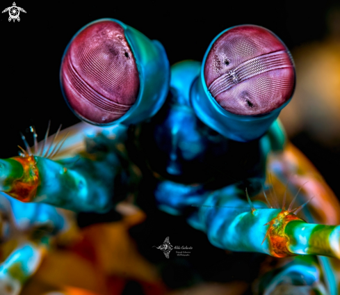 A Mantis Shrimp