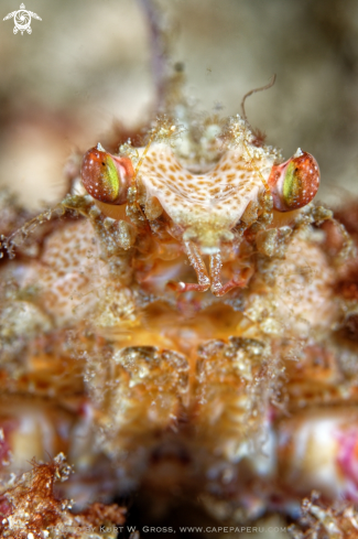 A Crab | Crab