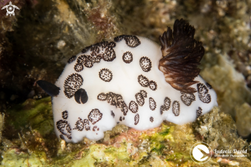 A Jorunna funebris | Funeral Jorunna