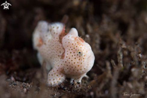 A Frogfish 