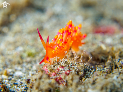 A Cuthona sibogae | Nudibranch 