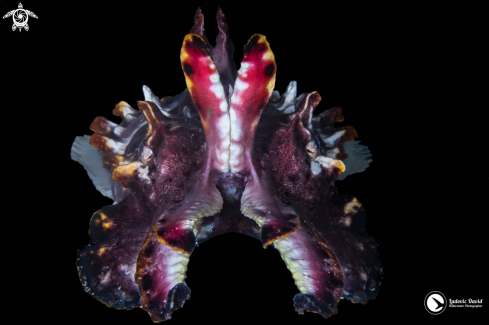 A Flamboyant Cuttlefish