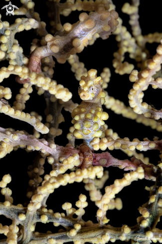 A Hippocampus bargibanti | Pygmy seahorse