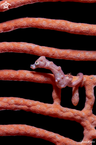 A  Hippocampus denise | Pygmy seahorse