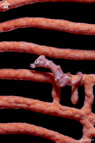 A Pygmy seahorse