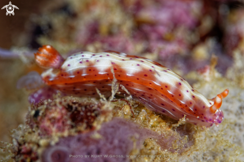 A Hypselodoris maculosa | Nudibranche