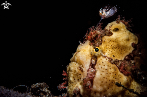 A Warty frogfish