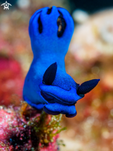 A Tambja morosa | Nudibranch