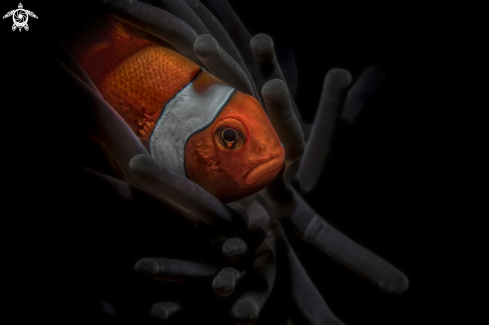 A clownfish