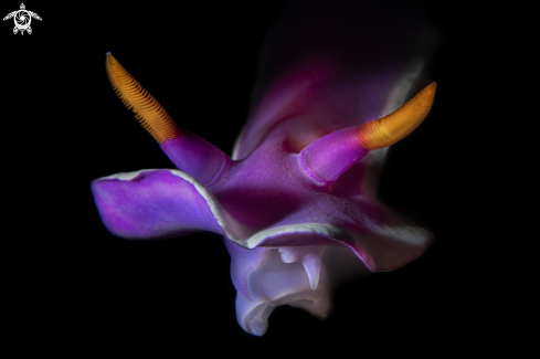 A Hypselodoris variobranchia | Hypselodoris variobranchia