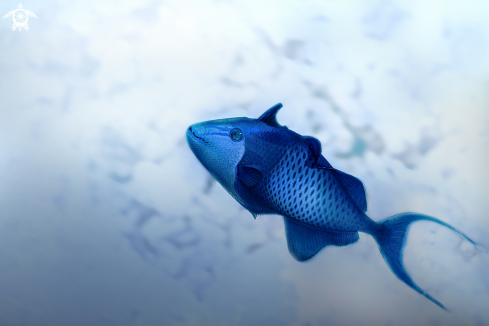 A The Redtoothed triggerfish (Odonus niger)