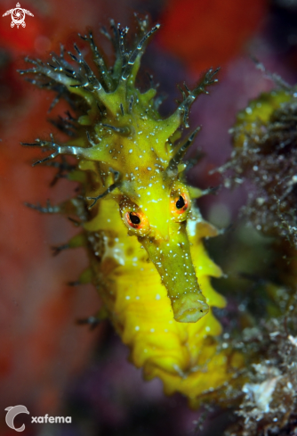 A Seahorse