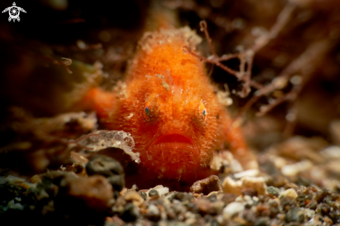 A FROGFISH