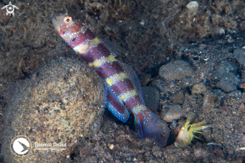 A Gorgeous Shrimpgoby