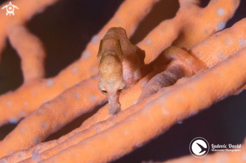 A Hippocampus denise | Denise Pygmy Seahorse