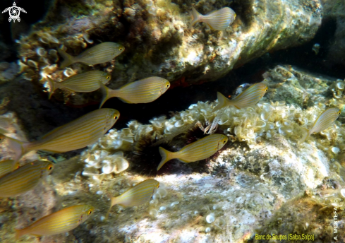 A underwater creature