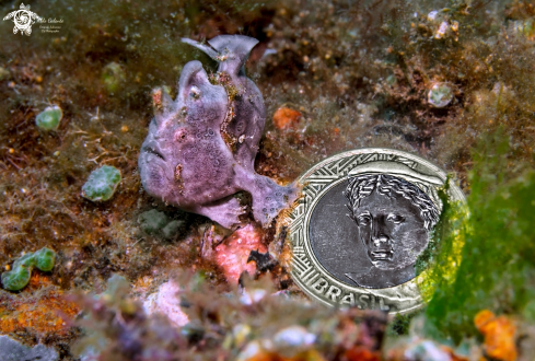 A Frogfish