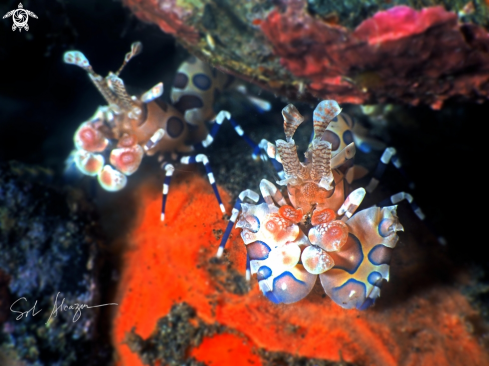 A harlequin shrimp