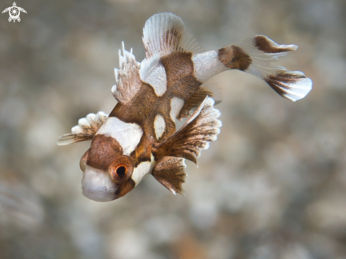 A Juvenile Harlequin Sweetlips