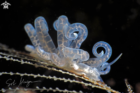 A Phyllodesmium iriomotense