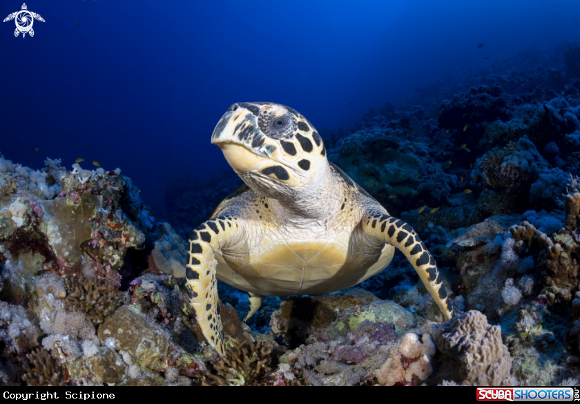 A Red Sea Turtle