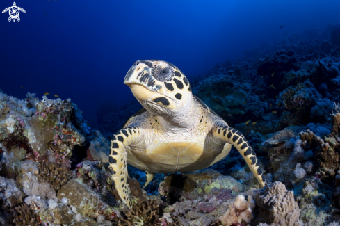 A Red Sea Turtle