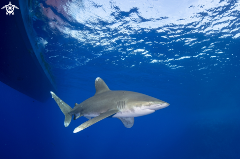 A Longimanus shark