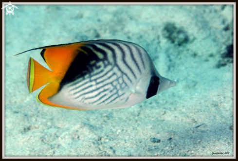 A Threadfin butterflyfish