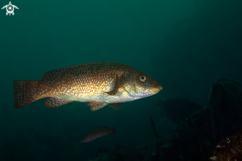 A Ballan wrasse