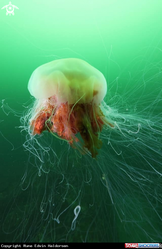 A Lions mane jelly