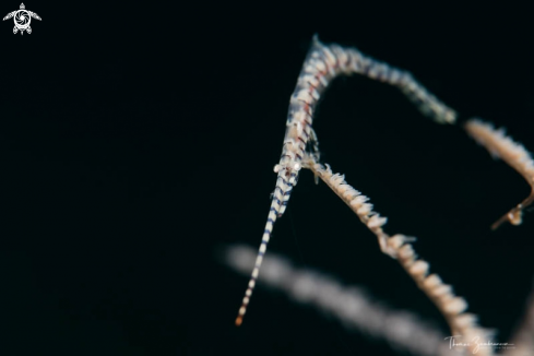 A Banded tozeuma Shrimp