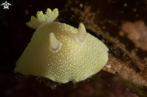 A Cadlina laevis