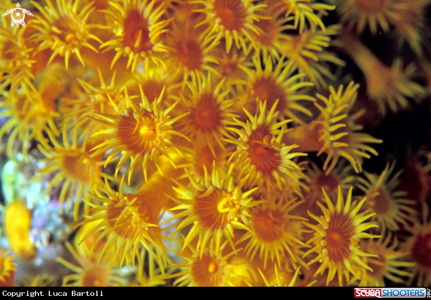 A sun coral