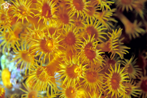 A sun coral