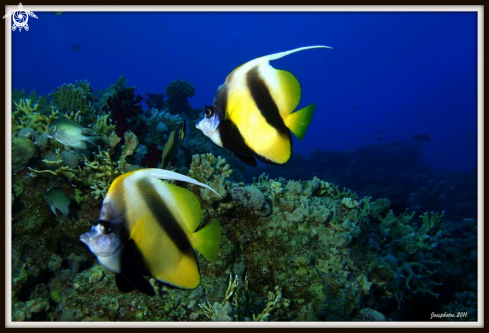 A Moorish idol