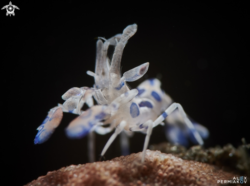 A Harlequin shrimp