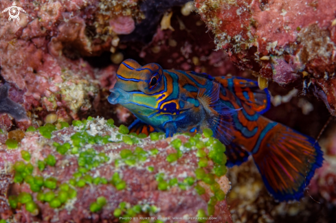 A Mandarinfish, Dragonet