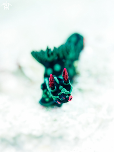 A Nembrotha kubaryana | Nudibranch