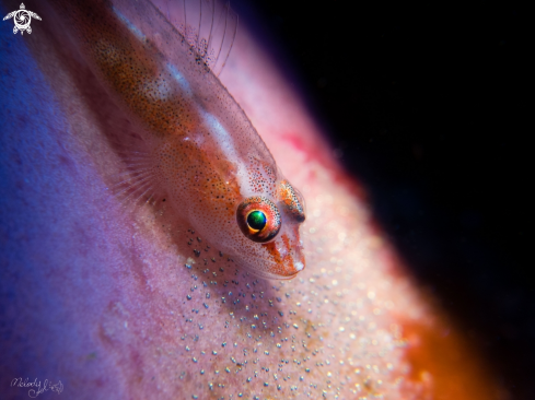 A goby