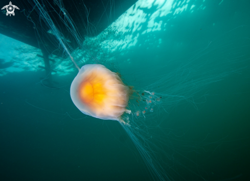 A Lions mane jelly