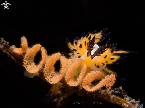 Nudibranch eating eggs