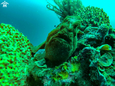 A frogfish