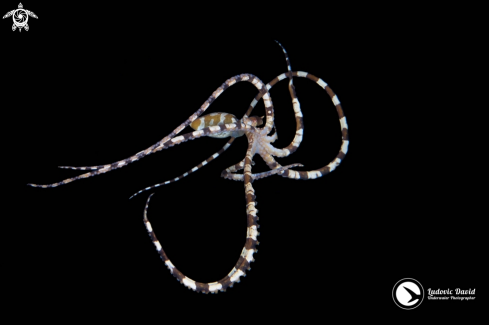 A Wunderpus photogenicus | Wunderpus Octopus