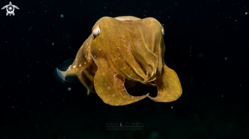 A Cuttlefish