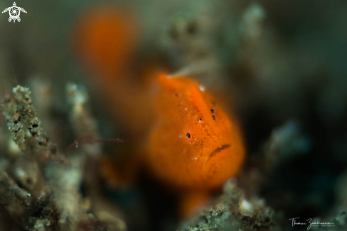 A Frogfish 