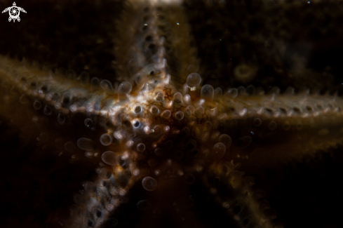 A Sea star