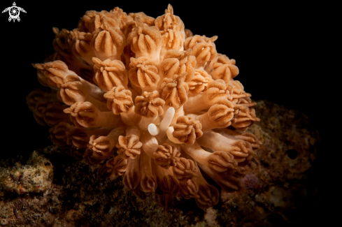 A Phyllodesmium rudmani | NUDIBRANCH