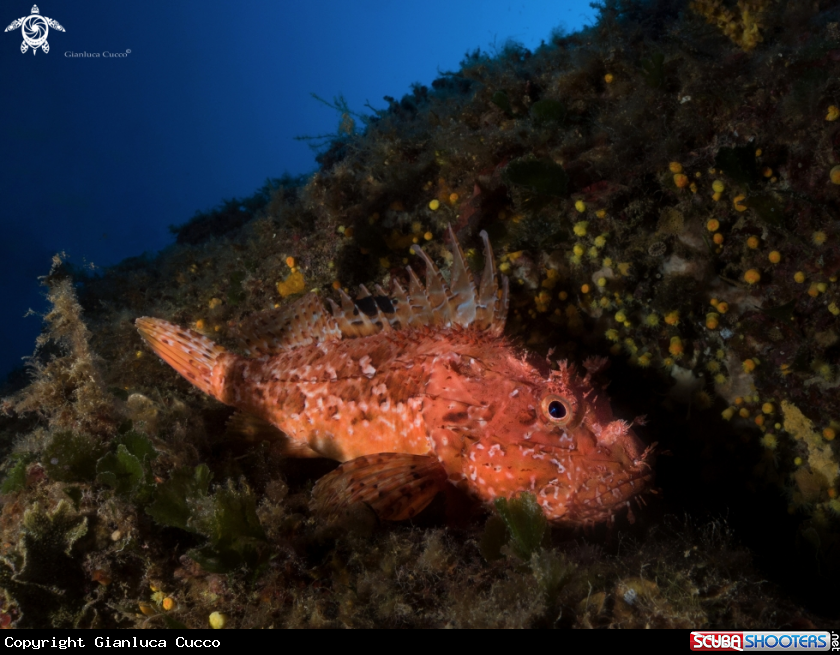 A Scorpionfish,Scorfano rosso.